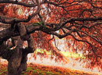 求推荐在线DDOS攻击平台